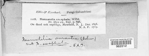 Naematelia encephala image